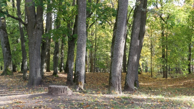 Koki parkā